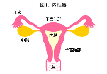 図1．内性器